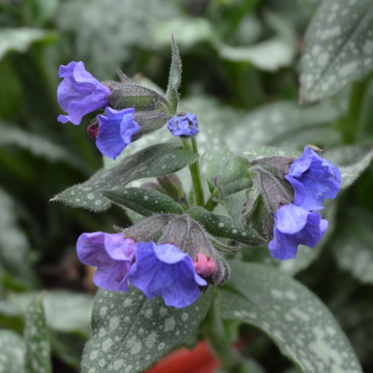 Plant image Pulmonaria saccharata