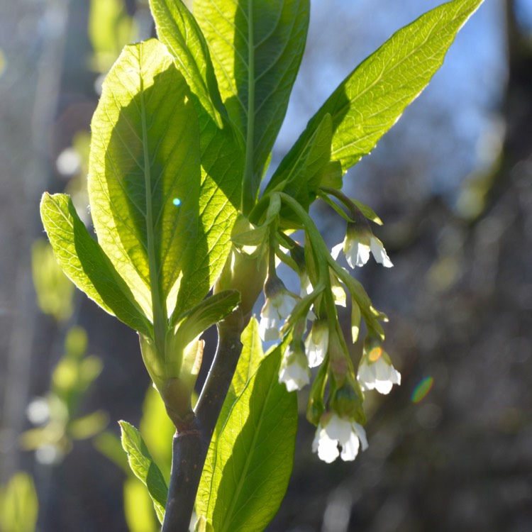 plant image 342013