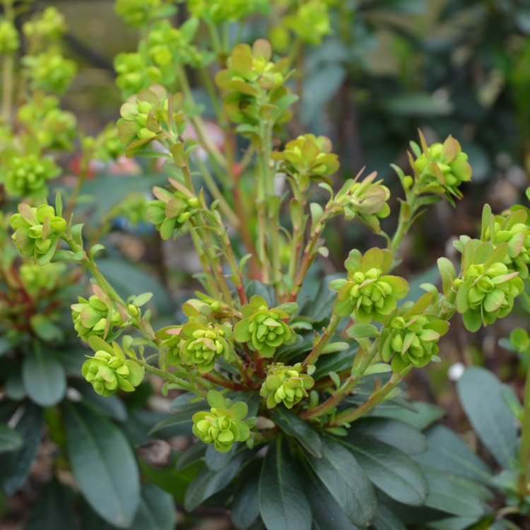 Plant image Euphorbia x martini 'Waleutiny' syn. Euphorbia x martini 'Tiny Tim'