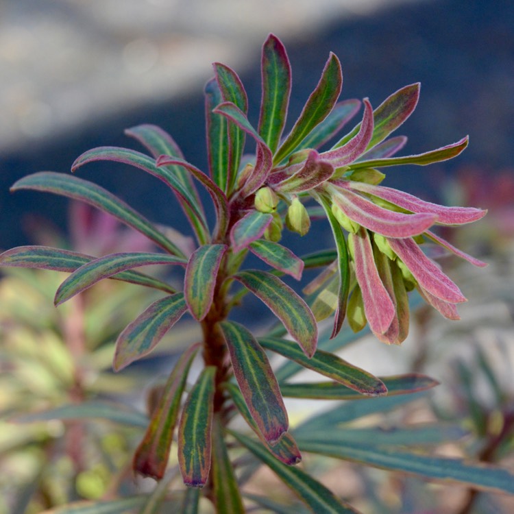 plant image 342017