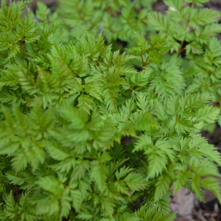 Plant image Aruncus aethusifolius syn. Aruncus dioicus var. aethusifolius