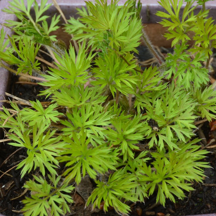 plant image 342023 plant image 342023