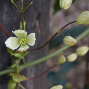 Clematis armandii 'Snowdrift'