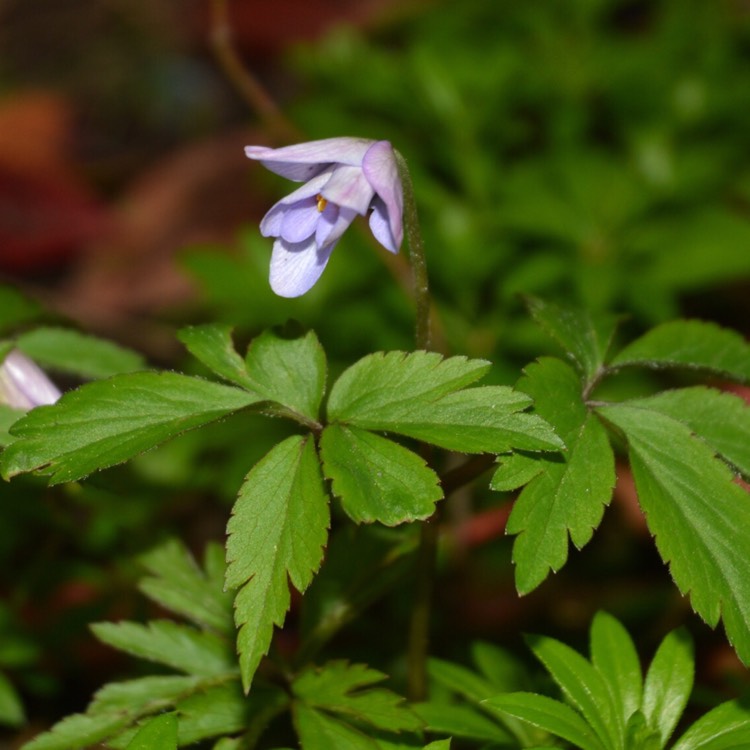 Plant image Anemone nemorosa