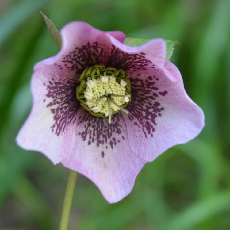 Plant image Helleborus x hybridus 'Pink Lady Spotted' (Lady Series)