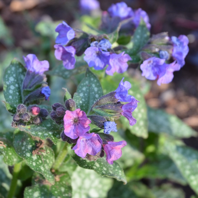 Plant image Pulmonaria saccharata