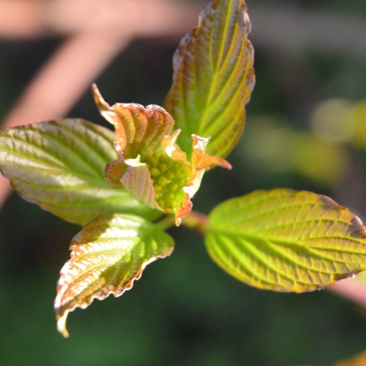 Plant image Cornus alba 'Kesselringii'