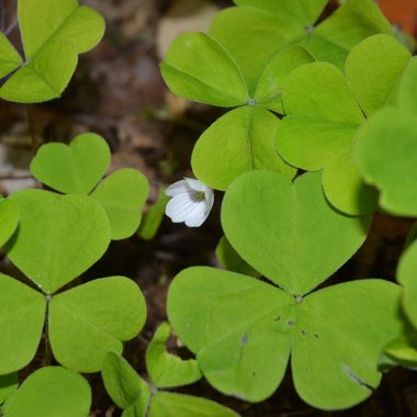 Oxalis acetosella
