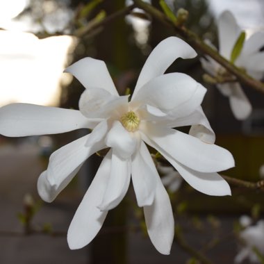 Magnolia stellata 'Rosea'