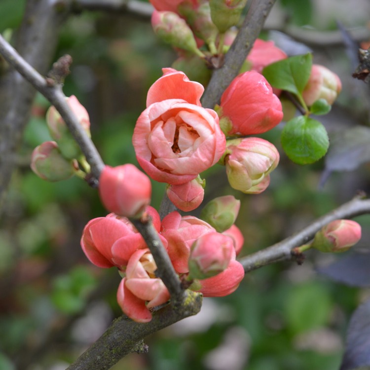 plant image 359000