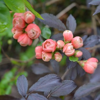 Chaenomeles japonica