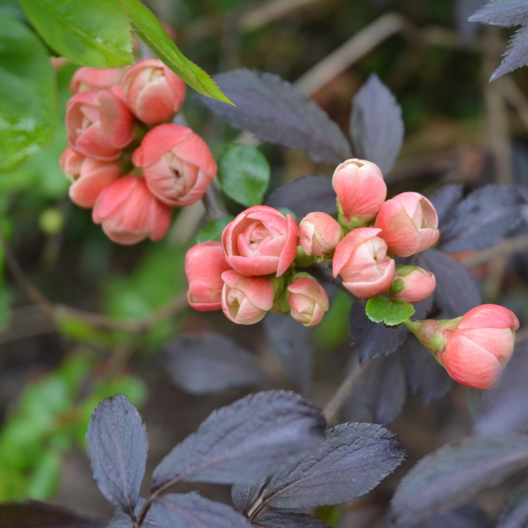 Plant image Chaenomeles japonica