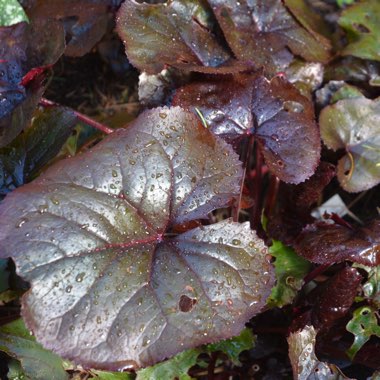 Ligularia dentata 'Britt Marie Crawford'