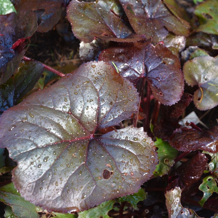 plant image 360278 plant image 360278