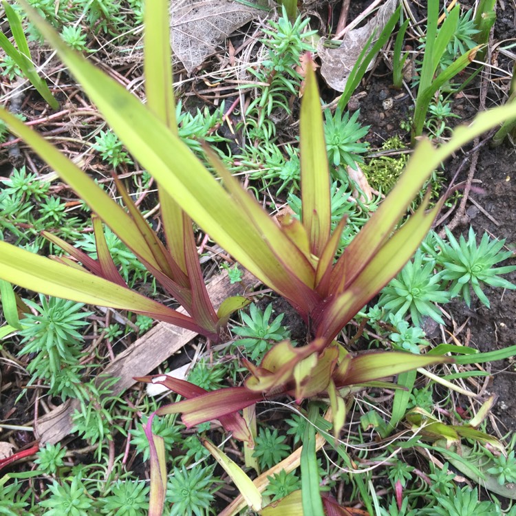 plant image 361992