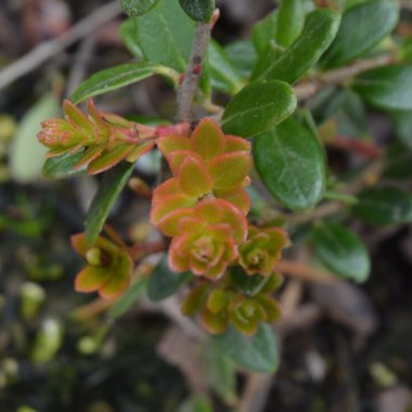 Arctostaphylos uva-ursi