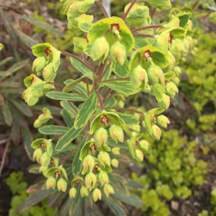 plant image 364632