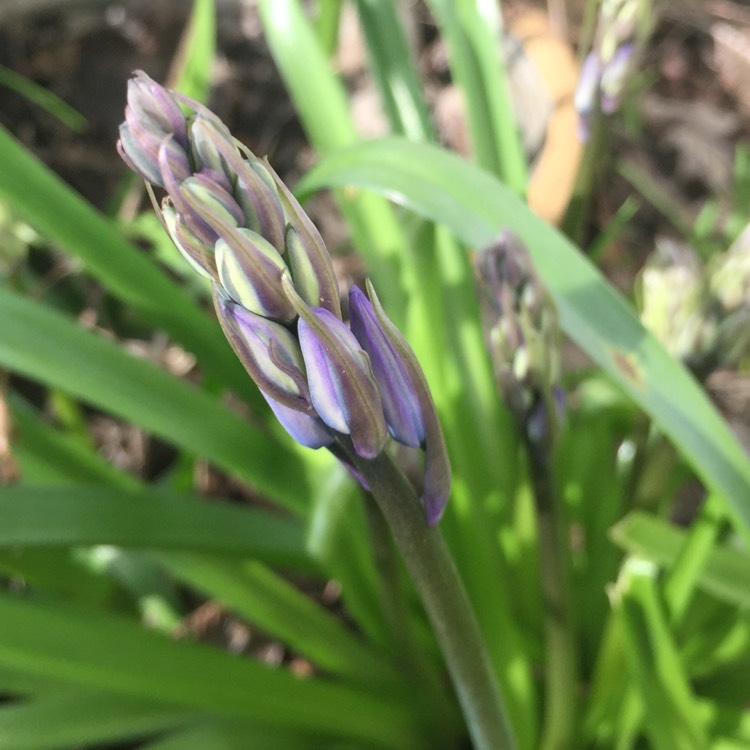 plant image 364658