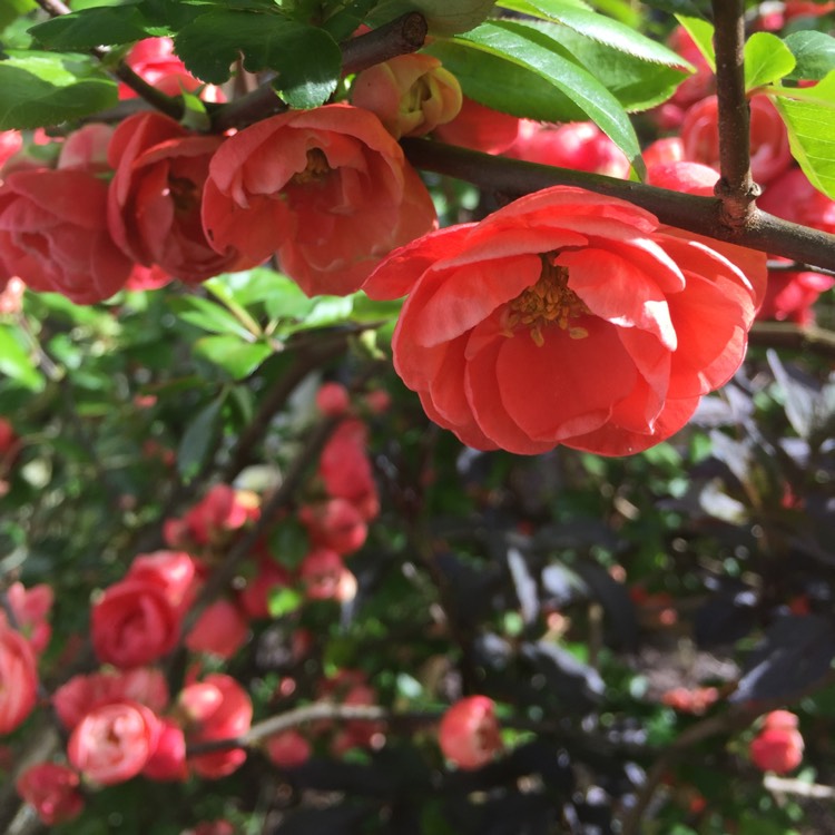 plant image 364698