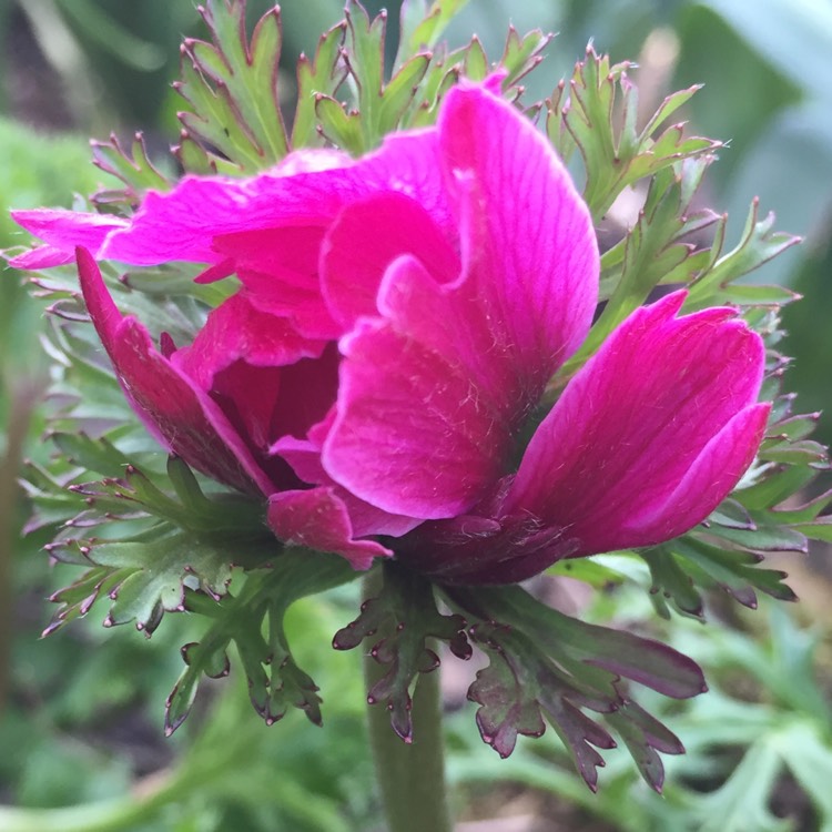 plant image 364705