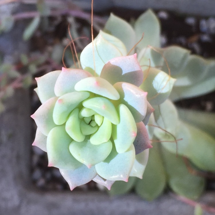 plant image 364762