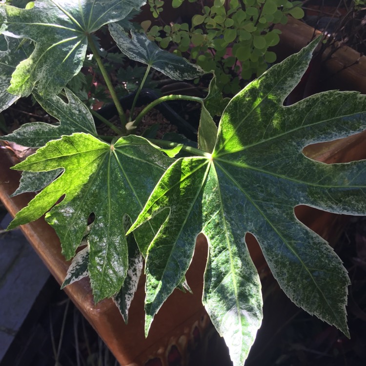 Plant image Fatsia japonica 'Spider's Web'