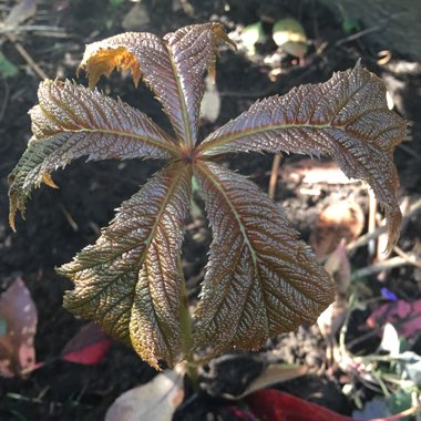 Rodgersia podophylla 'Rotlaub'