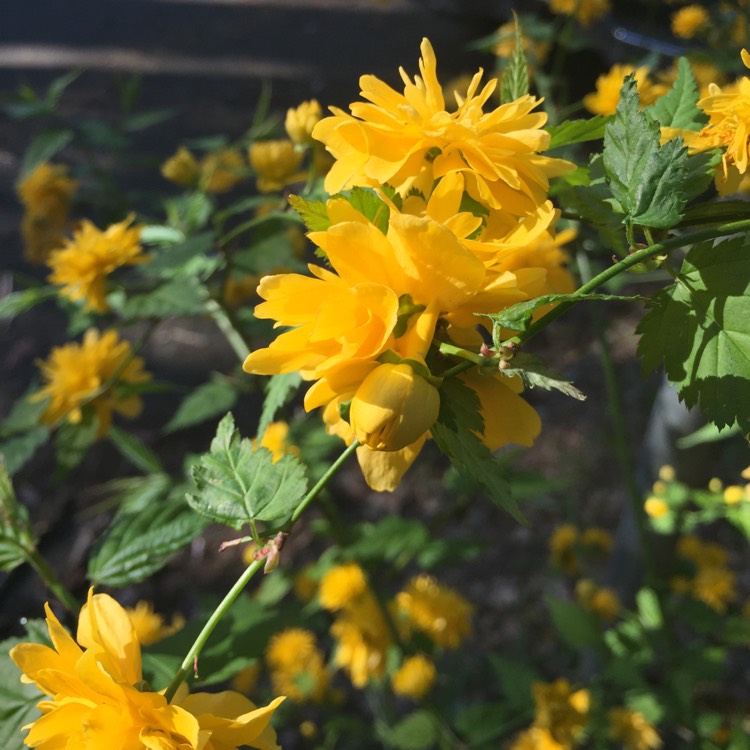 Plant image Kerria japonica 'Pleniflora'