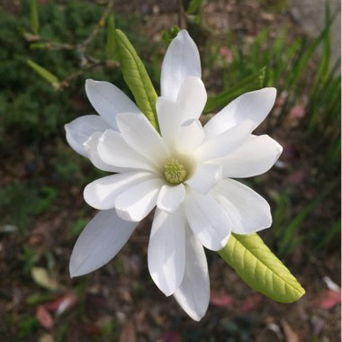 Magnolia stellata 'Rosea'