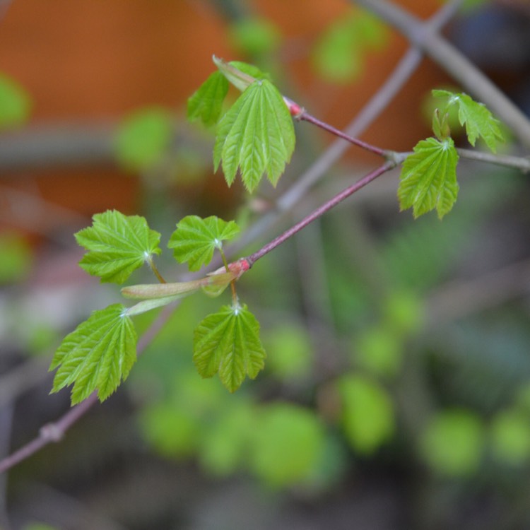 Plant image Acer circinatum