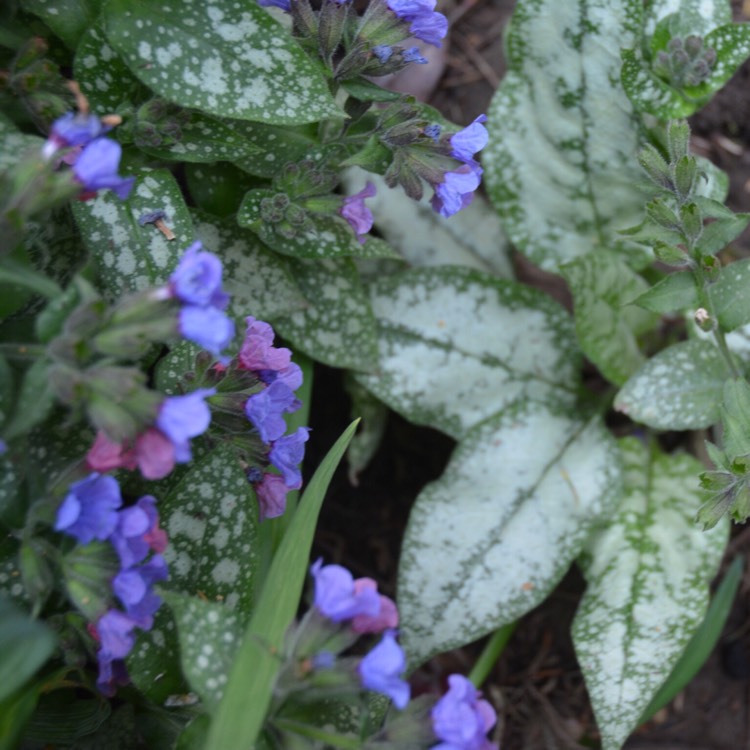plant image 374639 plant image 374639