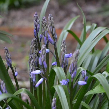 Hyacinthoides hispanica