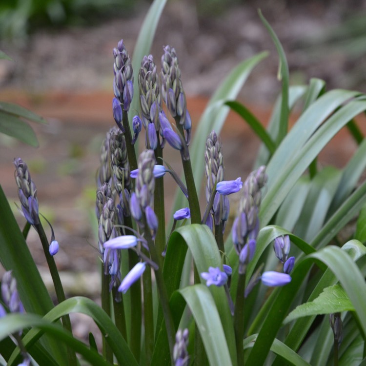 Plant image Hyacinthoides hispanica