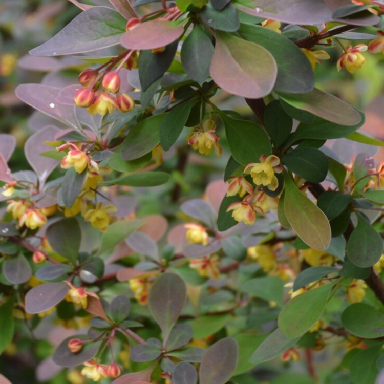 Plant image Berberis thunbergii 'Rose Glow'