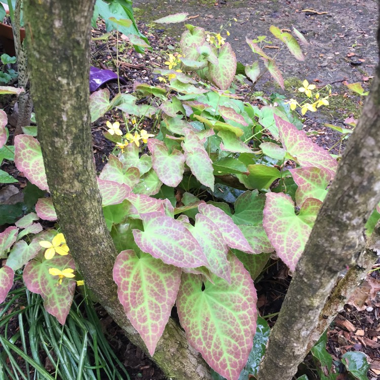 Plant image Epimedium x perralchium 'Frohnleiten'