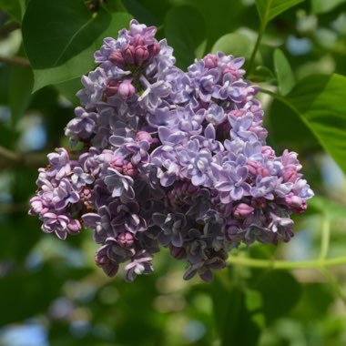 Syringa