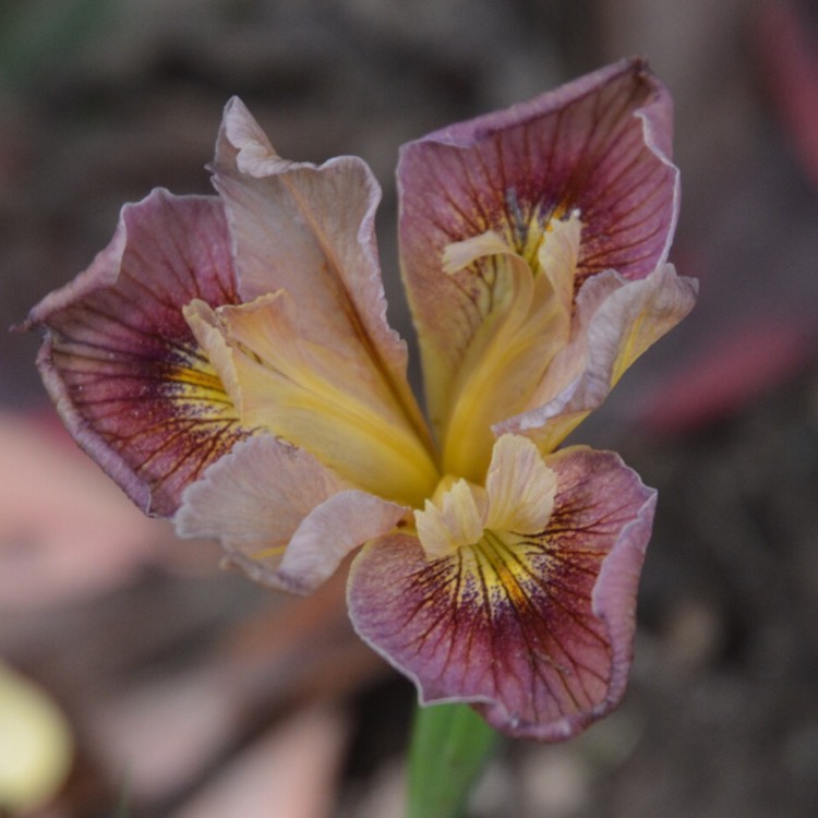 Plant image Iris Pacifica 'Fruit Market'