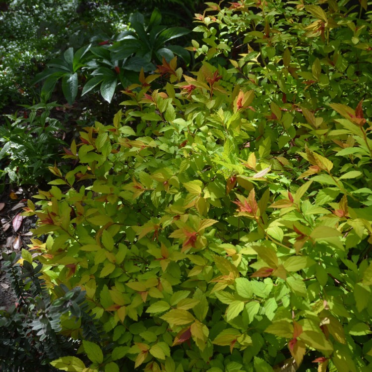 plant image 383808 plant image 383808