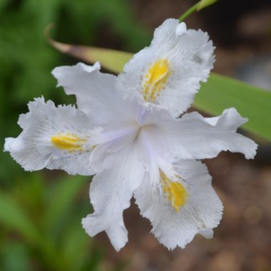 Iris Japonica 'Nada'