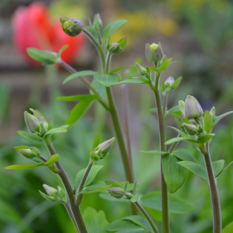 plant image 385316