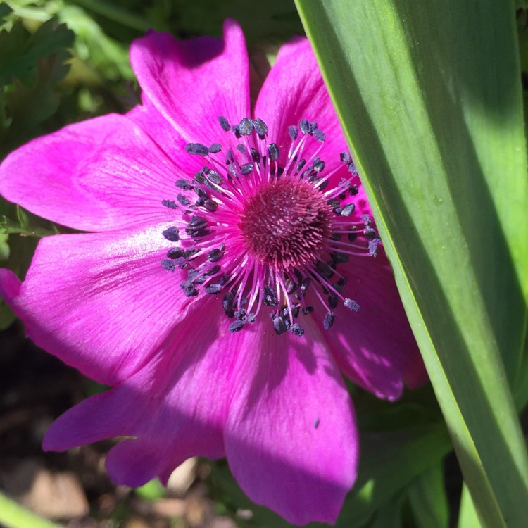 plant image 386295