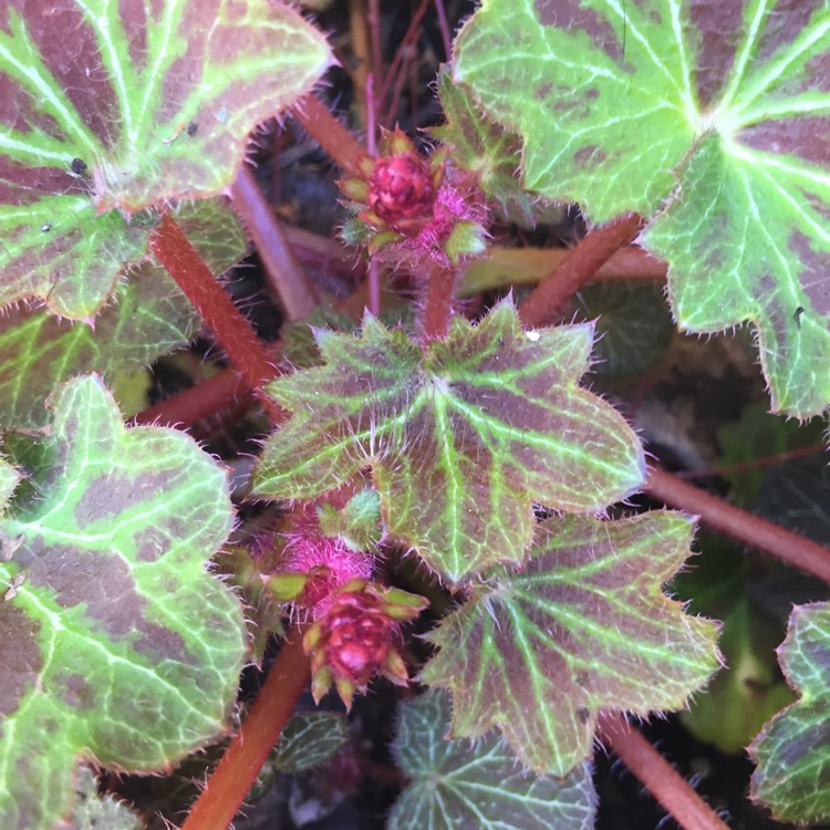 plant image 386485