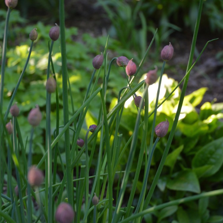 plant image 386492