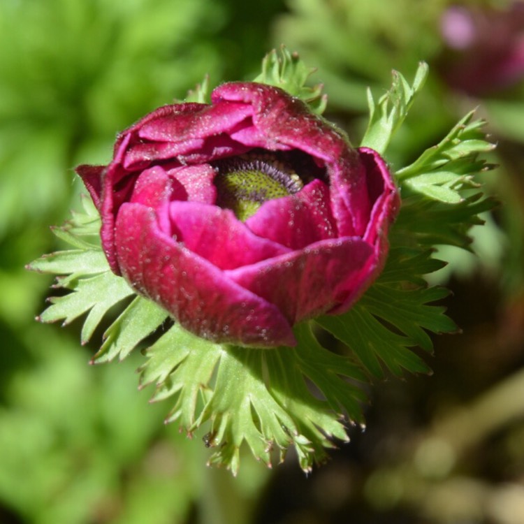 plant image 386505