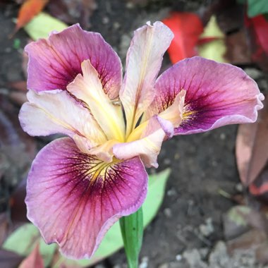 Iris Pacifica 'Fruit Market'