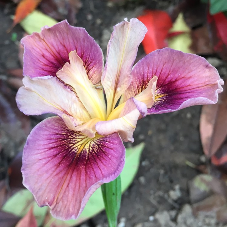 Plant image Iris Pacifica 'Fruit Market'