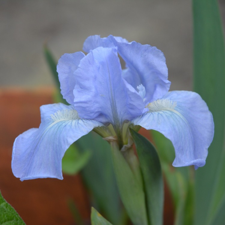 plant image 388031