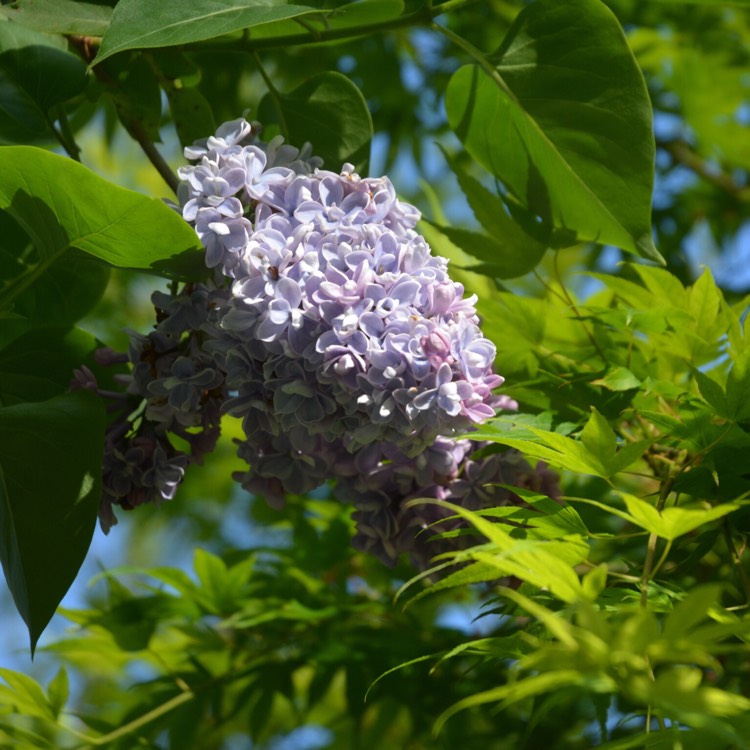plant image 388036