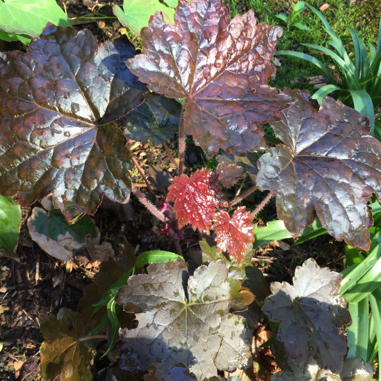 Plant image Heuchera villosa 'Palace Purple' syn. Heuchera sanguinea 'Palance Purple', Heuchera micrantha 'Palace Purple'