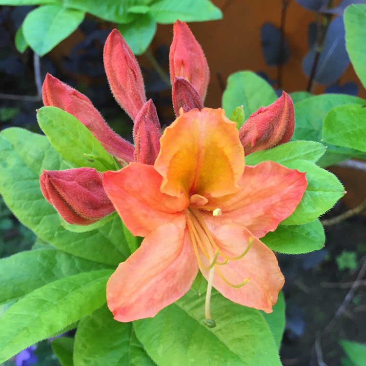 plant image 391572
